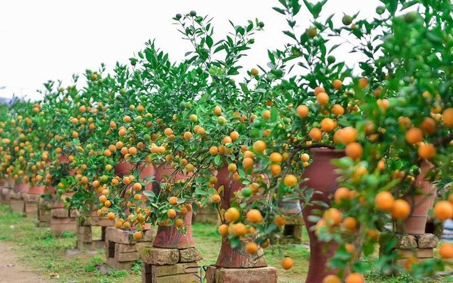 Áp dụng sản phẩm kích thích ra rễ cho cây quất cảnh trước khi trồng