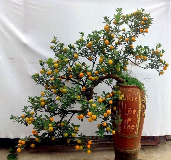 Kỹ thuật đảo quất cảnh để tạo quả và lộc đúng dịp Tết