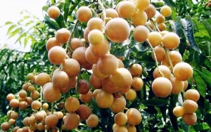 Quả quất hồng bì chín vàng trên cành cây