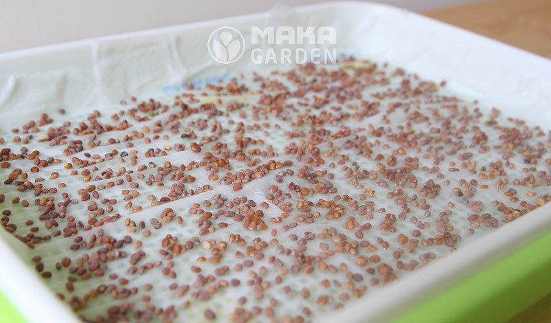 Rải đều hạt giống rau mầm lên khăn giấy