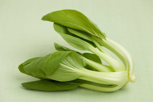 Rau cải thìa tươi xanh chuẩn bị thu hoạch