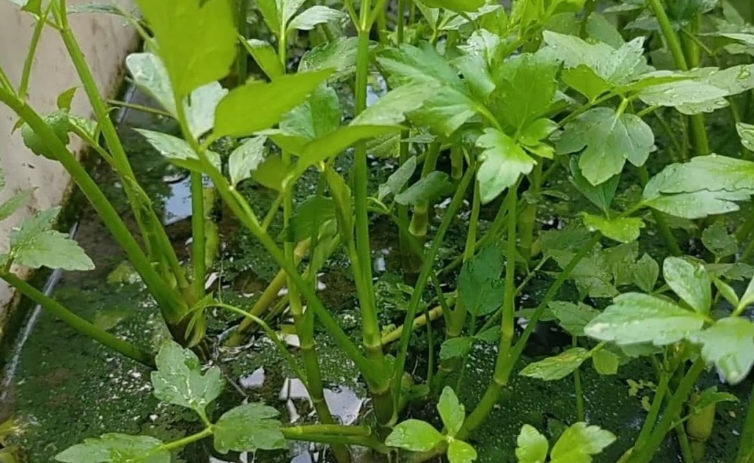Rau cần nước tươi xanh lá kép