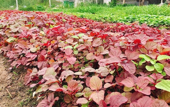 Lợi ích của rau dền đỏ tươi