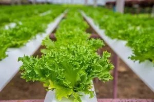 Mô hình trồng rau xà lách xoăn thủy canh theo chiều dọc tại nhà.