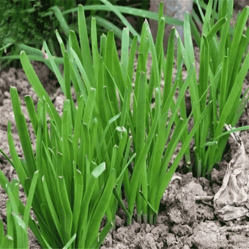 Rau hẹ xanh tốt dễ trồng tại nhà