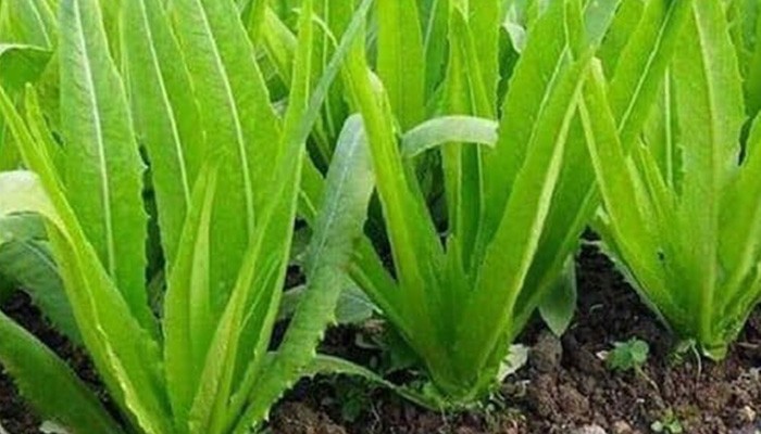 Đặc điểm nhận dạng cây rau tiến vua