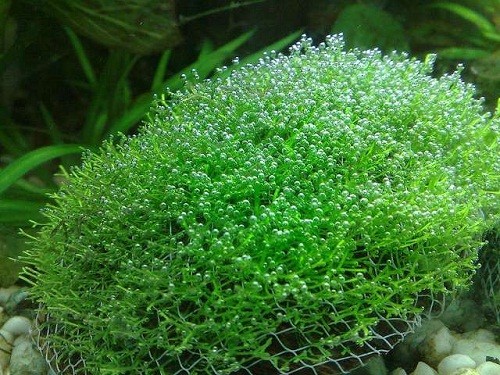 Phong cảnh dưới nước trong bể thủy sinh với rêu trên đá và gỗ