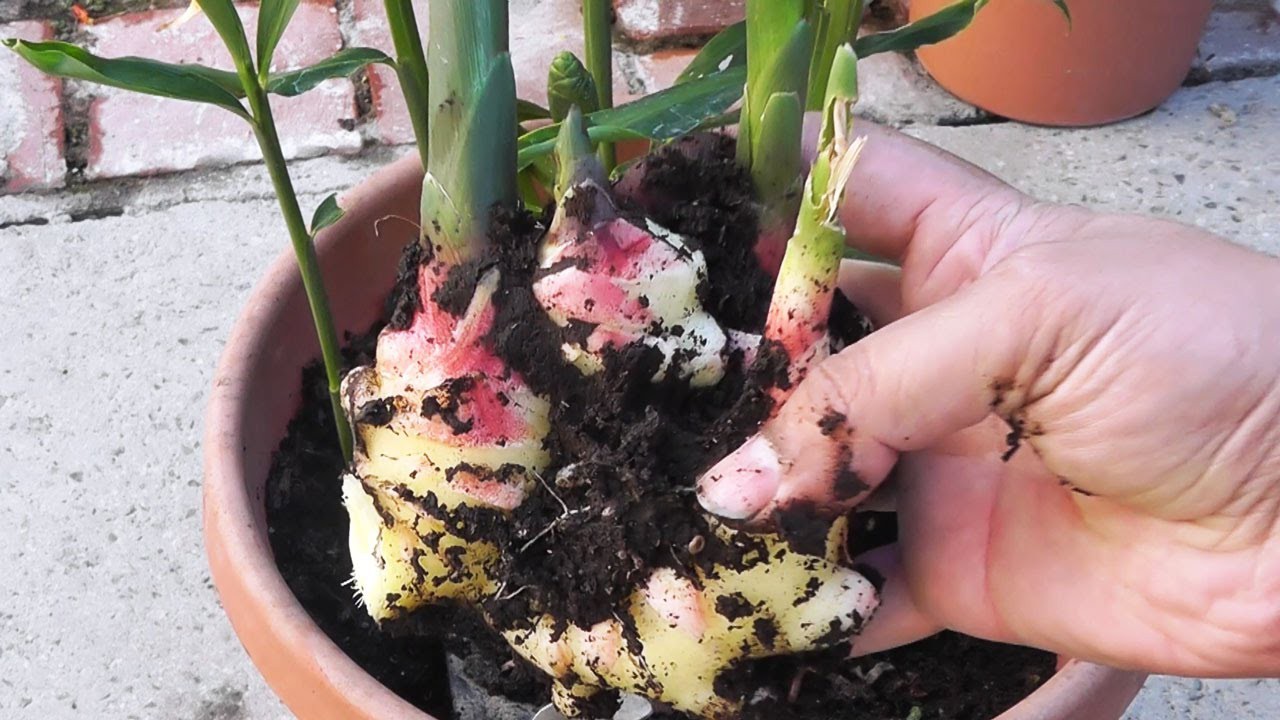 Củ riềng với các nhánh và vảy đặc trưng