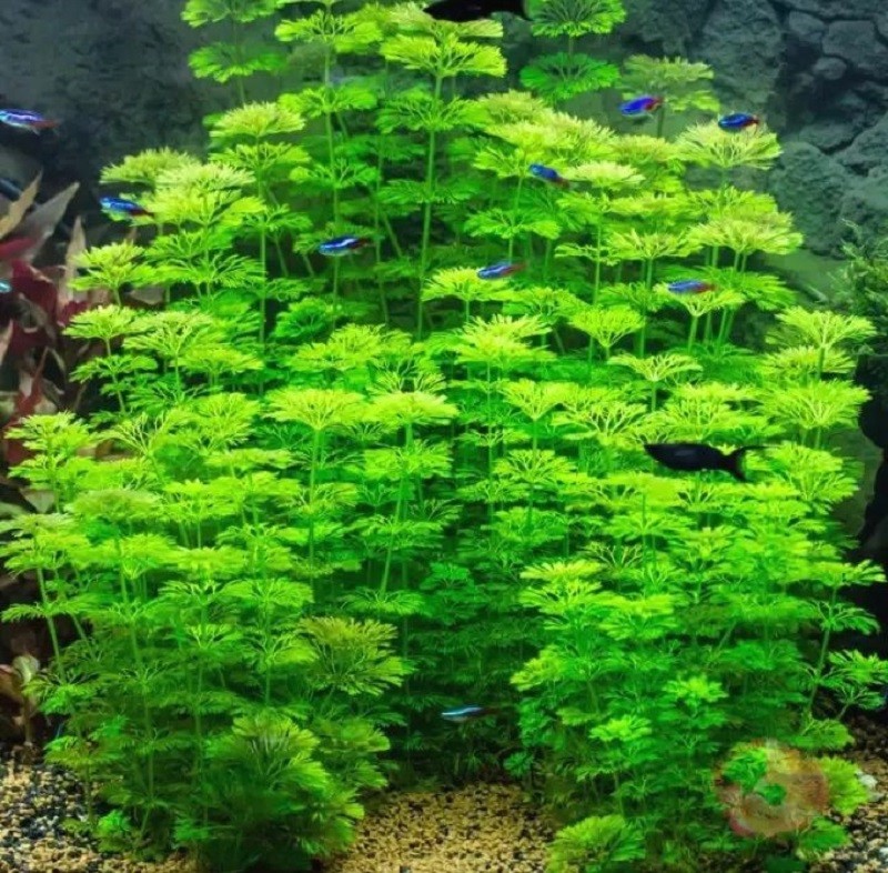 Rong tiểu bảo tháp phát triển xanh tốt trong bể
