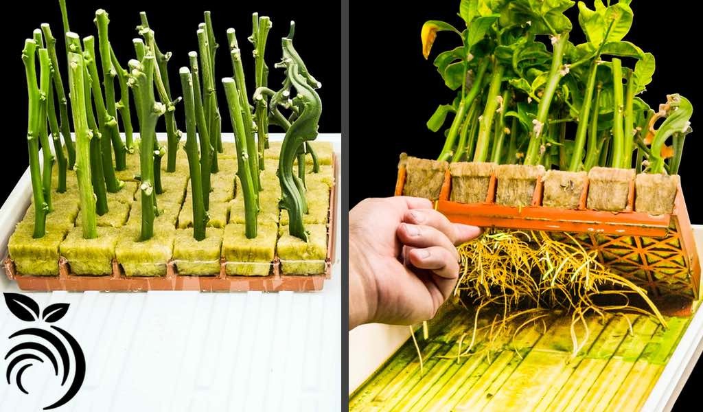 Cành giâm gốc ghép cây có múi ra rễ trong khối bông khoáng, sẵn sàng cho kỹ thuật ghép cây trồng.