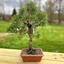 thay chậu và cắt tỉa rễ cây thông cảnh bonsai