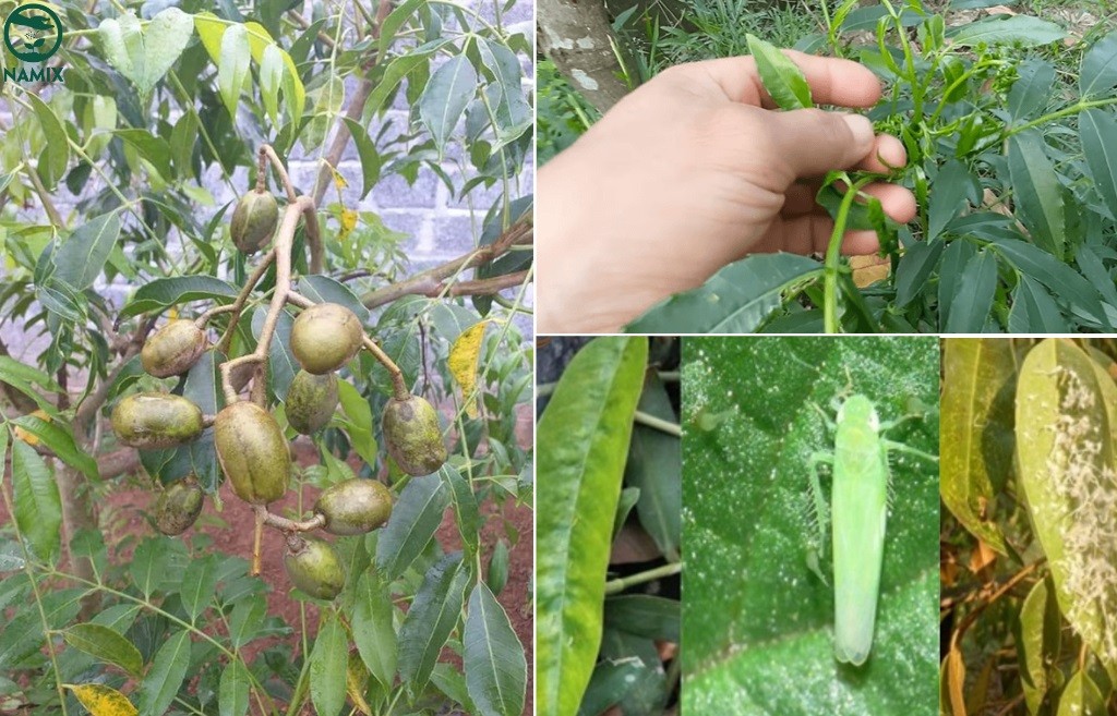 Kiểm tra và loại bỏ sâu bệnh trên cây cóc