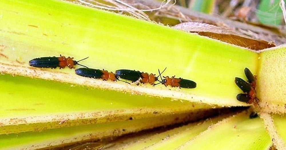 Nhận diện và phòng trừ sâu bệnh hại dừa