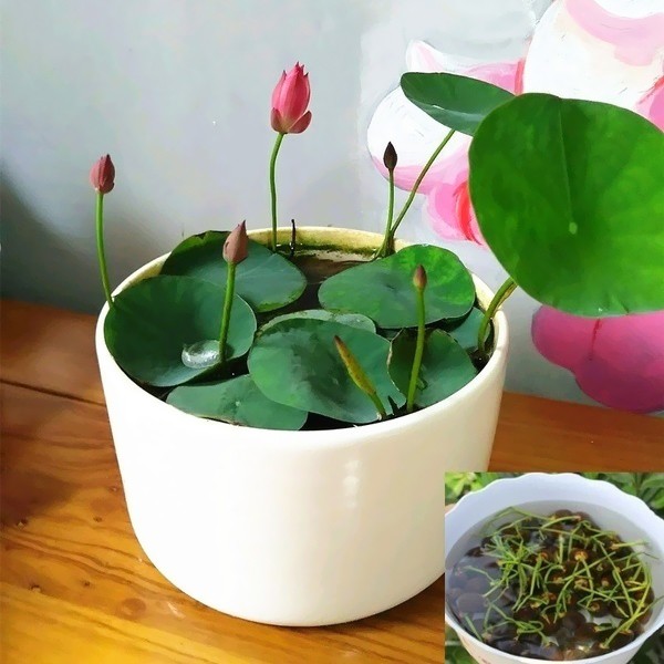Bổ sung dung dịch thủy canh Hydroponic cho sen mini nhật