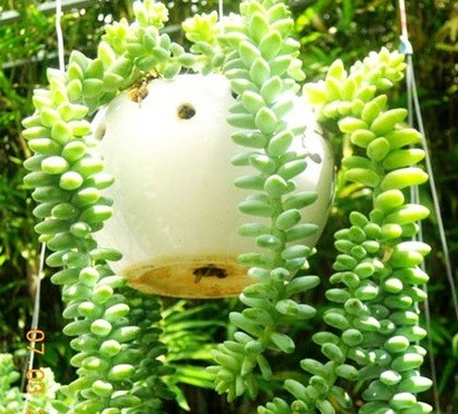 Cận cảnh lá tròn mọng nước của cây sen đá chuỗi ngọc