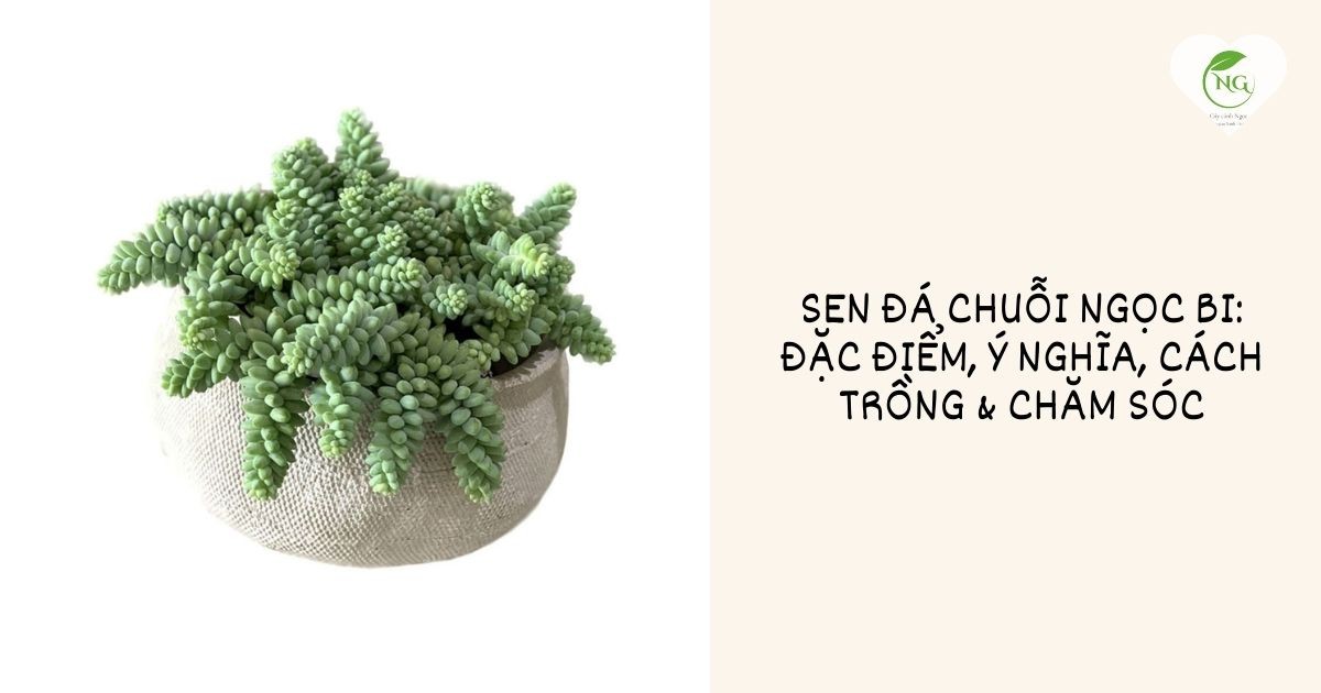 Chậu sen đá chuỗi ngọc bi xanh mướt với các chuỗi rủ dài
