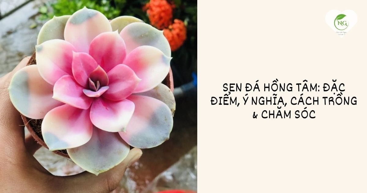 Sen đá hồng tâm màu sắc rực rỡ dưới ánh nắng