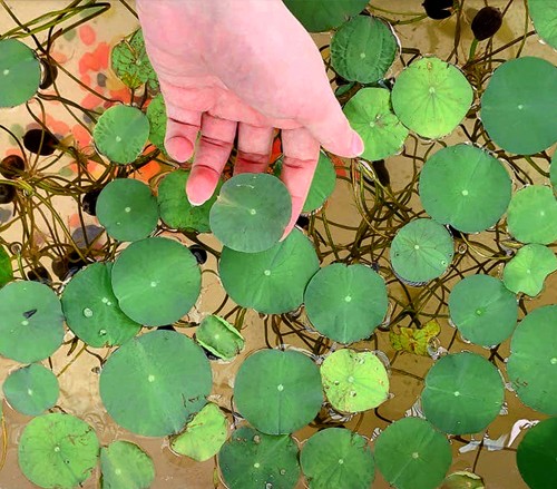 Trồng cây sen mini nhật non vào chậu với sỏi hoặc cát