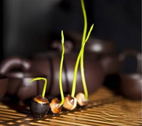 Ngâm hạt sen mini nhật đã xử lý trong nước