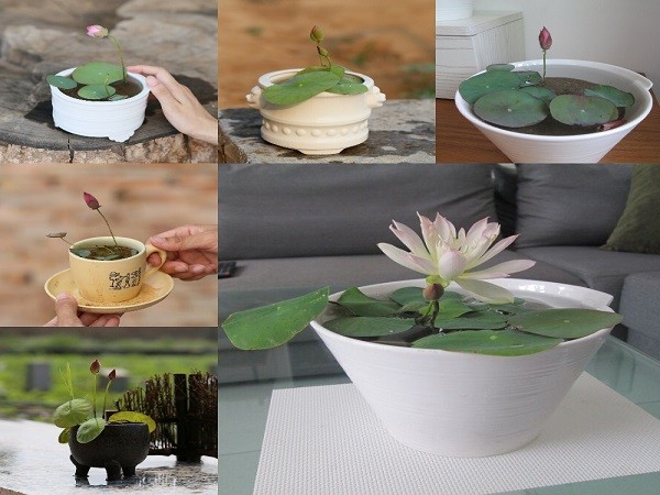 Trang trí phòng khách với chậu sen mini nhật 7 màu