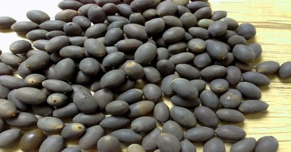 Chuẩn bị chậu trồng sen mini nhật 7 màu