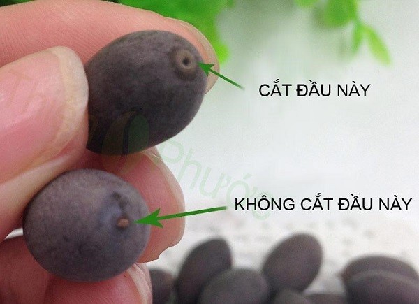 Cách mài hoặc cắt vỏ hạt giống sen mini nhật để dễ nảy mầm
