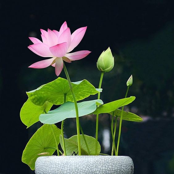 Hoa sen mini nhật 7 màu mang ý nghĩa phong thủy tốt đẹp