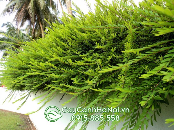 Sơn liễu trồng trang trí cảnh quan sân vườn