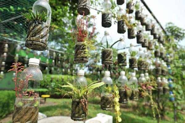 Tái chế chai nhựa thành chậu cây cảnh