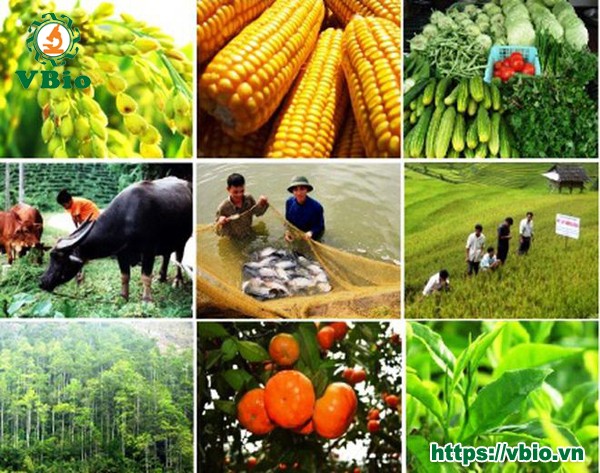 Quy trình sử dụng chế phẩm sinh học trong nông nghiệp