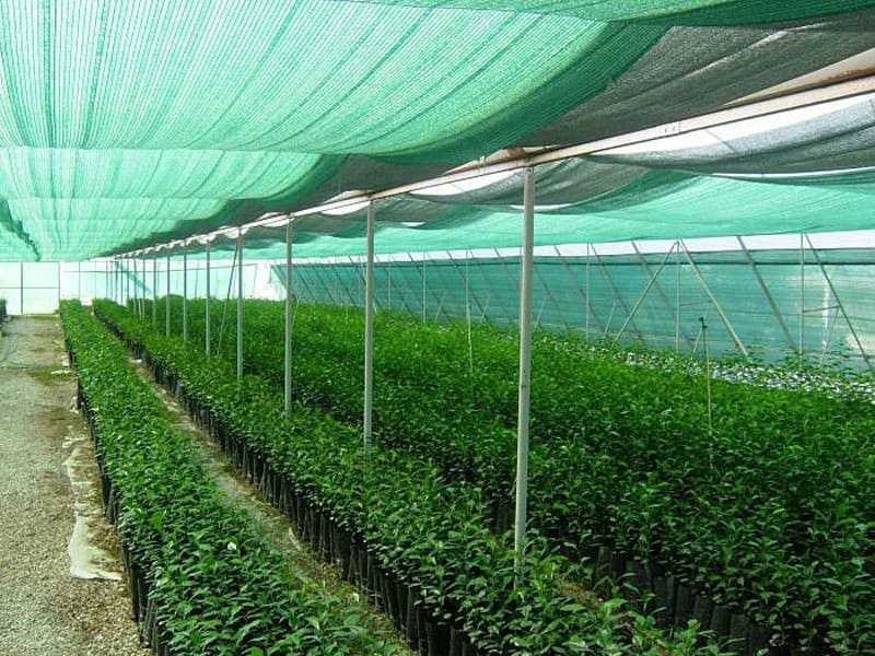Sử dụng lưới che nắng bảo vệ cây mới trồng