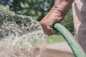 Tưới nước cho cây roi theo đúng kỹ thuật