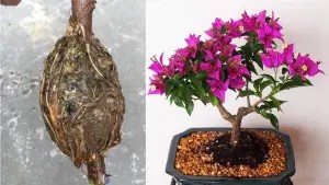 Hình ảnh bầu chiết cành hoa giấy đang phát triển rễ, minh họa kỹ thuật chiết cành hoa giấy thành công.