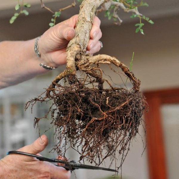 Thay chậu và cắt tỉa rễ cho cây bonsai định kỳ