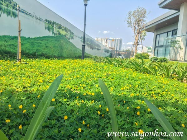 thi công trồng cỏ đậu