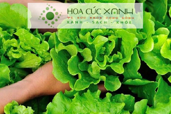 Thu hoạch rau xà lách sau khi trồng trong thùng xốp