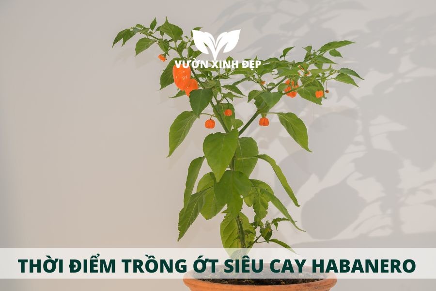 thoi diem trong ot sieu cay habanero