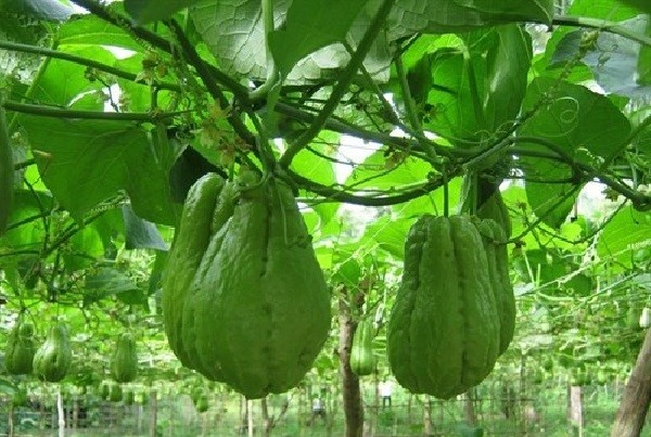 Thời điểm trồng su su
