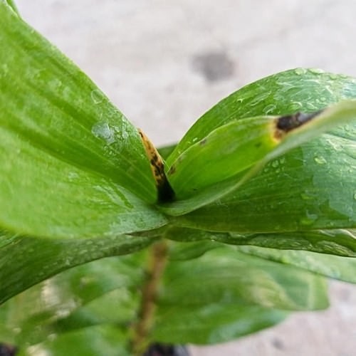 Dấu hiệu và cách phòng trị bệnh thối đọt trên hoa phong lan