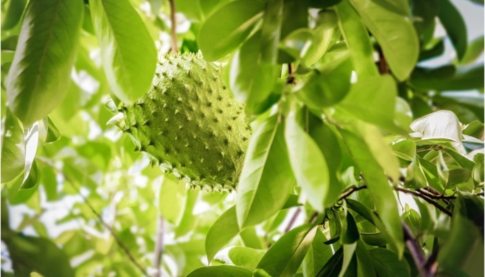 Vườn mãng cầu xiêm dưới nắng, điều kiện thời tiết phù hợp