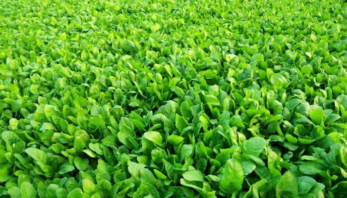 Thời vụ và điều kiện thích hợp để trồng cải bó xôi