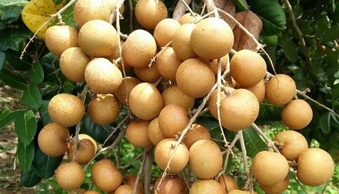 Hình ảnh mật độ trồng cây nhãn con