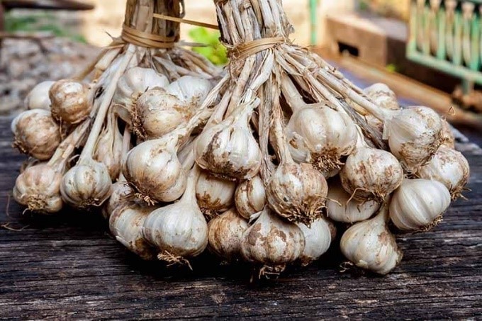 Thu hoạch tỏi ta sau khi cây khô lá