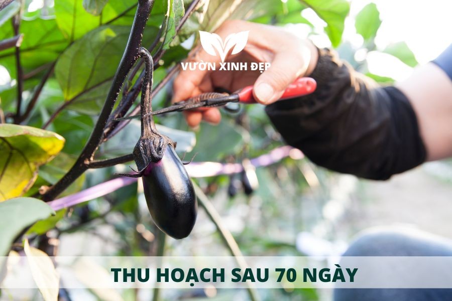 cách thu hoạch cà tím đúng cách