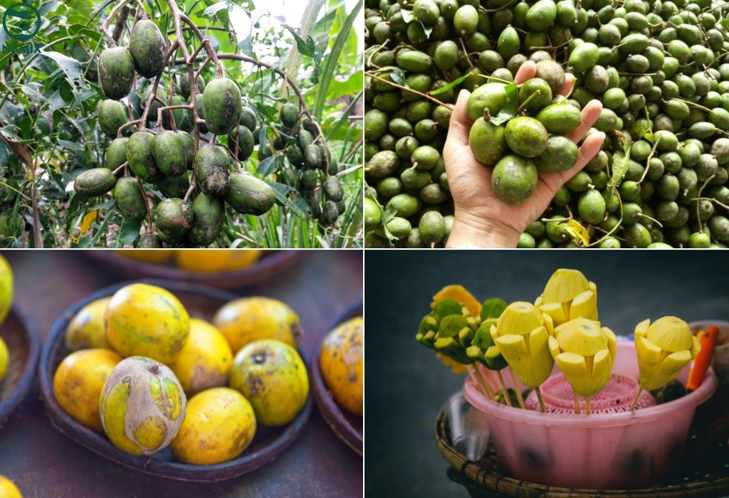 Thu hoạch những chùm cóc sai quả