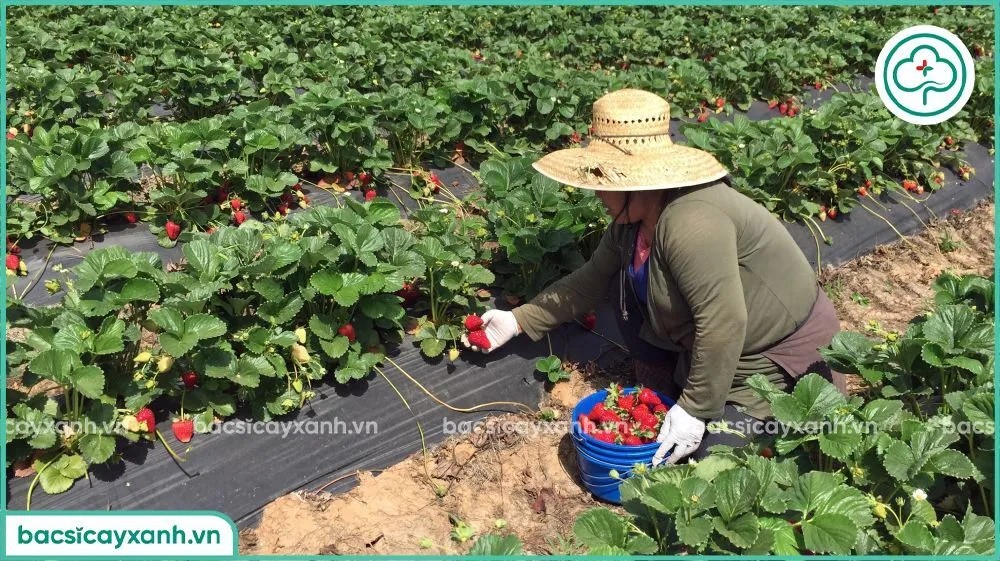 Thu hoạch những quả dâu tây chín mọng tại nhà