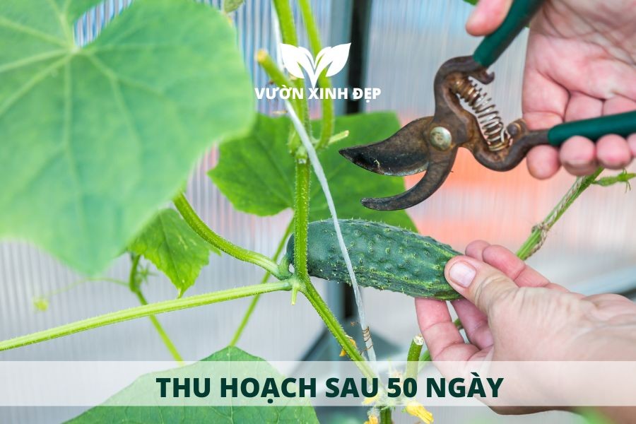 Thu hoạch những trái dưa leo tươi ngon từ cây trồng tại nhà