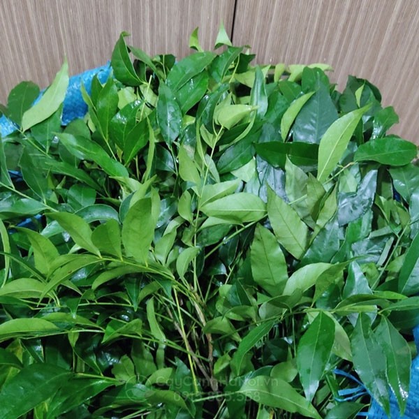 Thu hoạch lá cây mắc mật