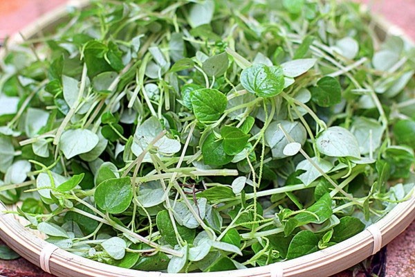 Thu hoạch rau càng cua tươi sau khi trồng từ cành
