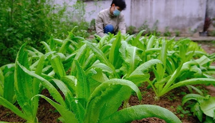 Cách thu hoạch rau tiến vua khi cây đạt độ chín